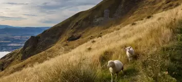 Schafe in Neuseeländischen Bergen